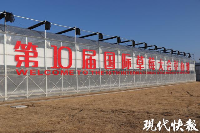 全球草莓界的顶级盛宴缘何落地盐城盐都？(图1)