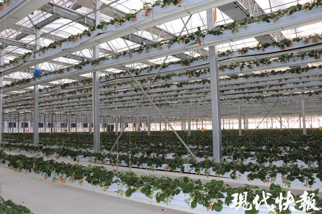 全球草莓界的顶级盛宴缘何落地盐城盐都？(图2)