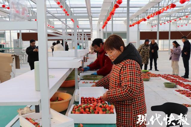 全球草莓界的顶级盛宴缘何落地盐城盐都？(图9)