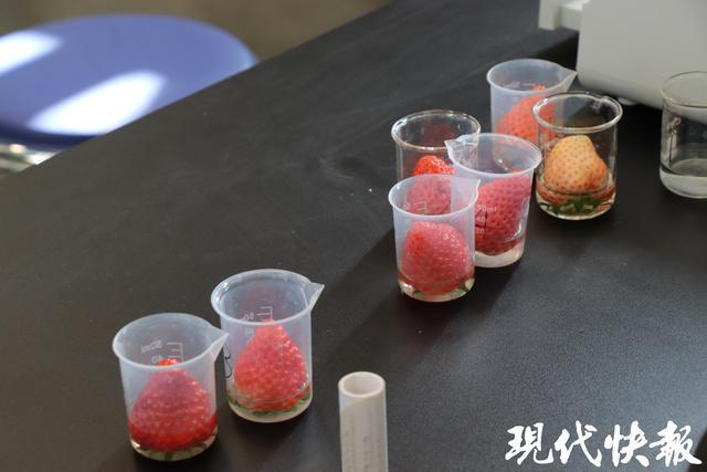 全球草莓界的顶级盛宴缘何落地盐城盐都？(图8)