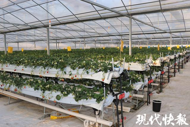 全球草莓界的顶级盛宴缘何落地盐城盐都？(图3)