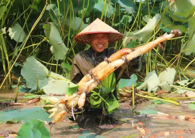 夏日餐桌安全指南：这6种蔬菜农药残留少闭眼买也安心(图3)