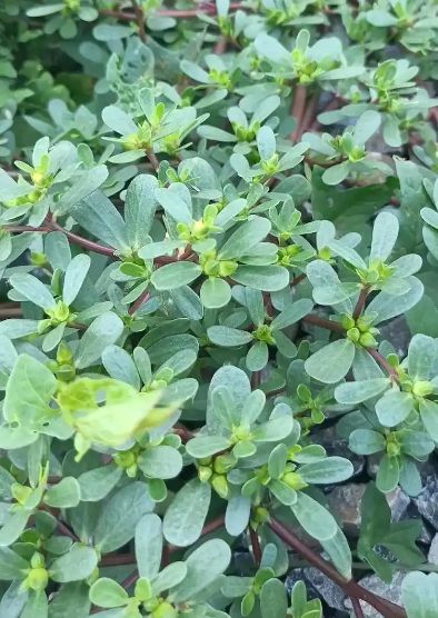 夏日餐桌安全指南：这6种蔬菜农药残留少闭眼买也安心(图7)