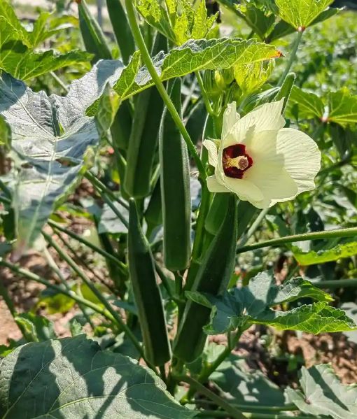夏日餐桌安全指南：这6种蔬菜农药残留少闭眼买也安心(图5)