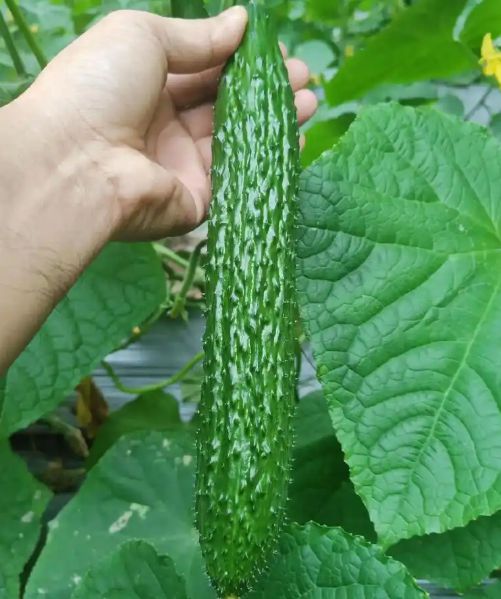 6月买菜有讲究这5种蔬菜尽量少买、少吃农药残留高记得告诉家人(图3)
