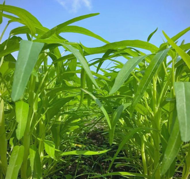 6月买菜有讲究这5种蔬菜尽量少买、少吃农药残留高记得告诉家人(图2)