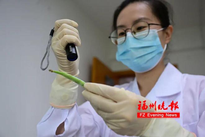 蔬菜照出荧光=农残超标？福州专家实测！结果出乎意料……(图3)